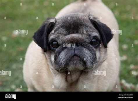 are pugs popular in china